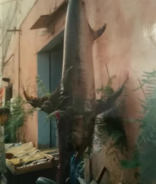 Il pesce spada a Pizzo del 1994