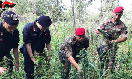 Piantagione di marijuana scoperta e sequestrata a Pizzo, una denuncia – Zoom24