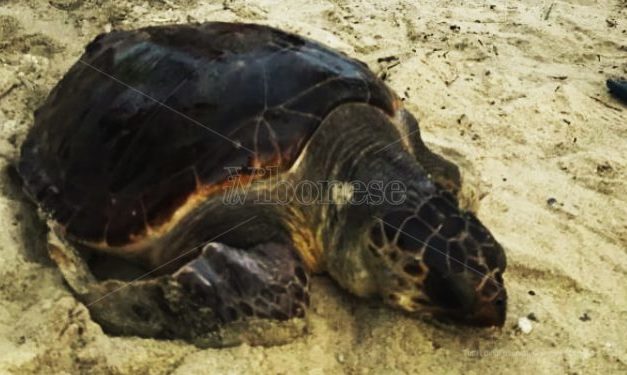 Pizzo, tartaruga ferita da un amo salvata dai bagnanti a Colamaio