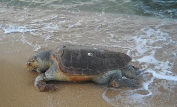 Ennesima carcassa di tartaruga marina rinvenuta sul litorale di Pizzo, era deceduta da diversi giorni – Zoom24