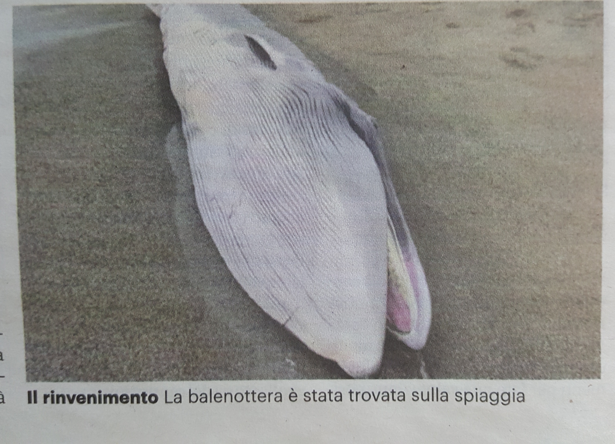 Un cucciolo di balenottero spiaggiato nella zona dell’ex SIR a Lamezia Terme