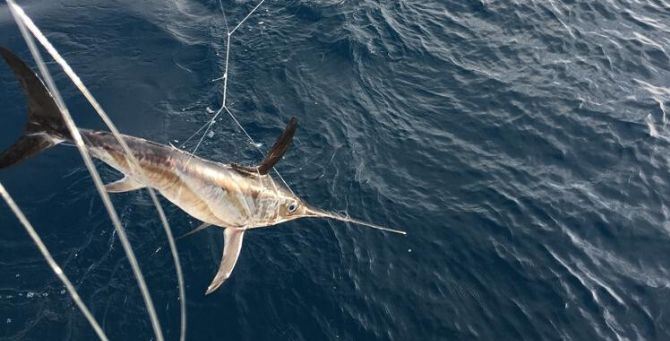 Reggio, sequestrati 31 piccoli di pesce spada catturati illegalmente