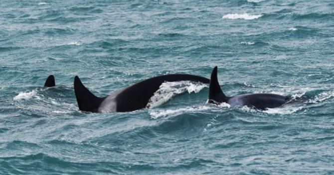 Orche avvistate nello Stretto di Messina: il video
