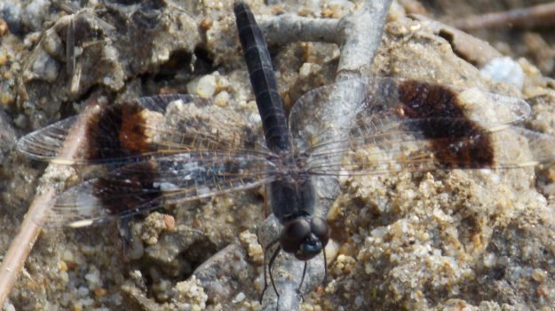 Rara libellula africana avvistata nell’oasi dell’Angitola a Monterosso Calabro