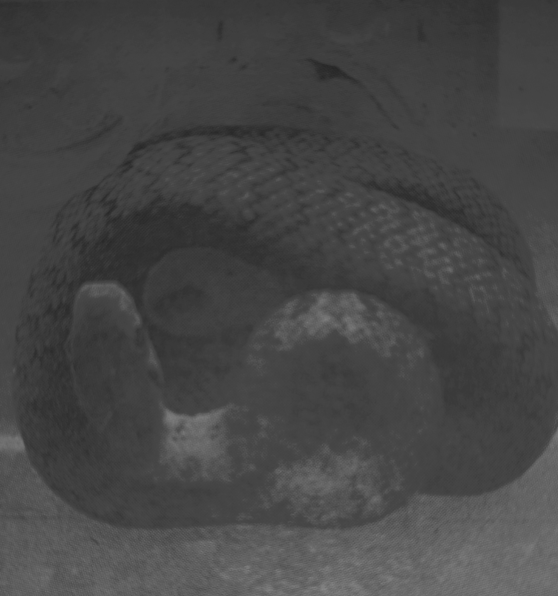 Un serpente recuperato nei pressi di un palazzo
