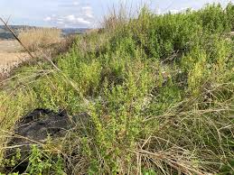 Bonifica entro dicembre 2023 per la discarica di Località Arcidiacono